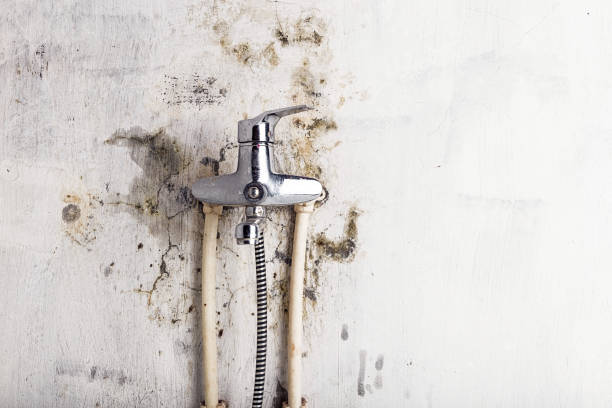 Best Mold Removal Process  in Abbeville, GA