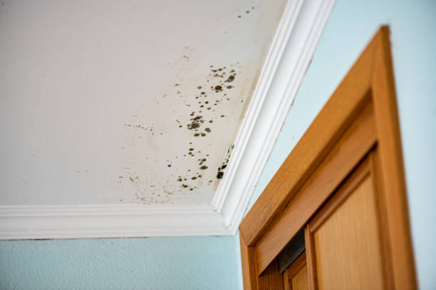 Best Mold Damage Repair  in Abbeville, GA