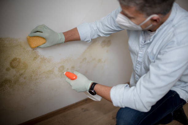 Best Emergency Mold Removal  in Abbeville, GA
