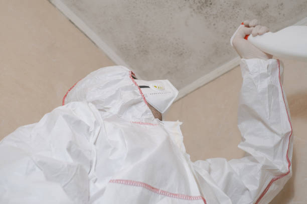 Attic Mold Removal in Abbeville, GA