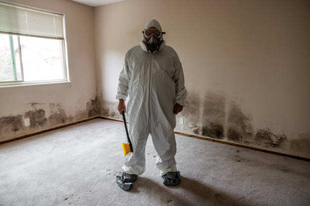 Best Black Mold Removal  in Abbeville, GA