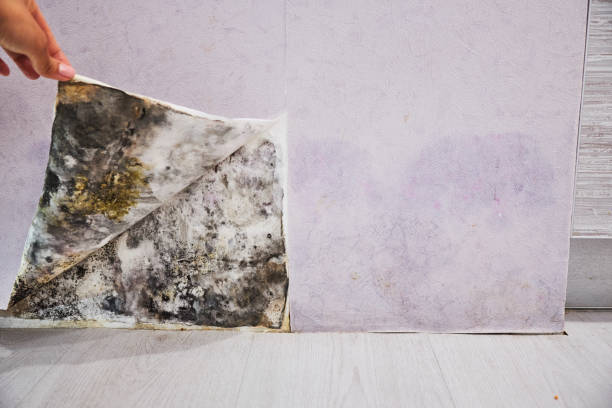 Best Office Mold Removal Services  in Abbeville, GA